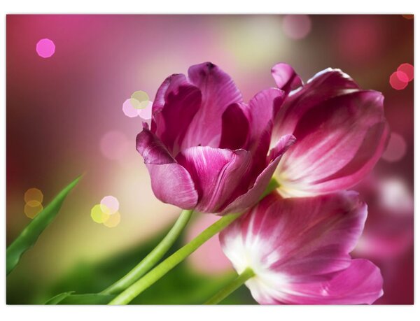 Obraz růžových tulipánů (70x50 cm)