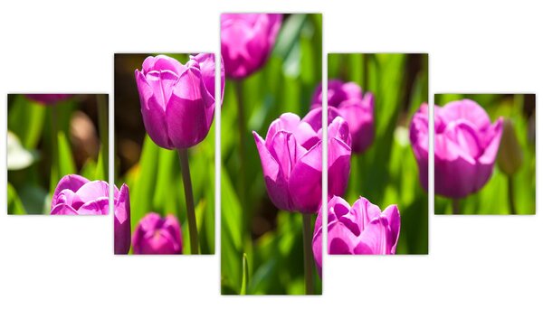 Obraz tulipánů na louce (125x70 cm)