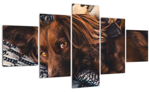 Obraz ležících psů (125x70 cm)