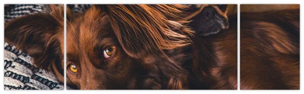Obraz ležících psů (170x50 cm)