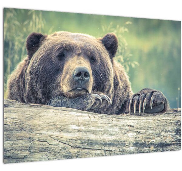 Obraz medvěda (70x50 cm)