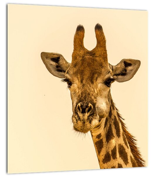 Obraz žirafy (30x30 cm)