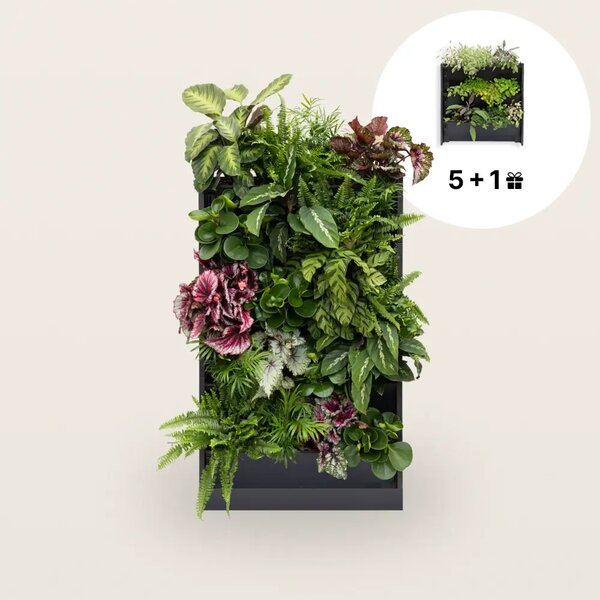 PlantBox - Živá stěna 5 modulů
