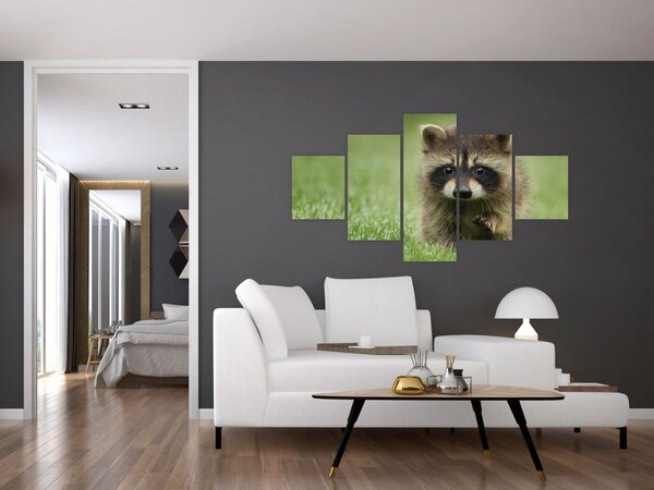 Obraz mývala (125x70 cm)