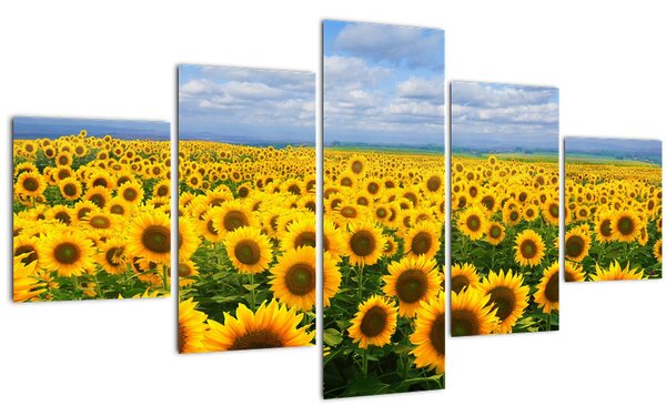 Obraz slunečnicového pole (125x70 cm)