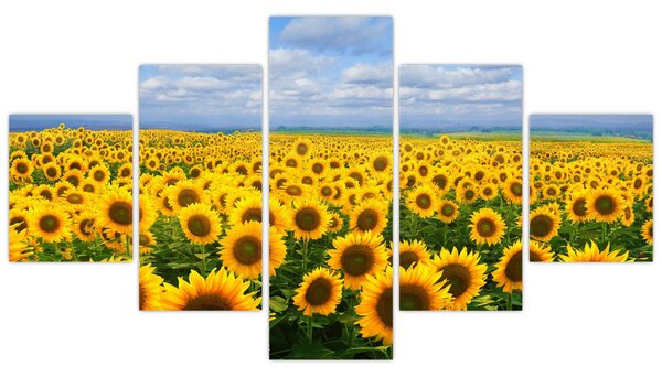 Obraz slunečnicového pole (125x70 cm)