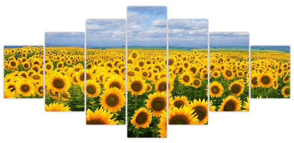 Obraz slunečnicového pole (210x100 cm)