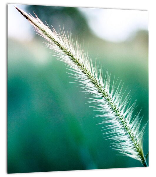 Obraz stébla trávy (30x30 cm)