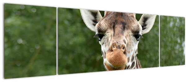 Obraz žirafy (170x50 cm)
