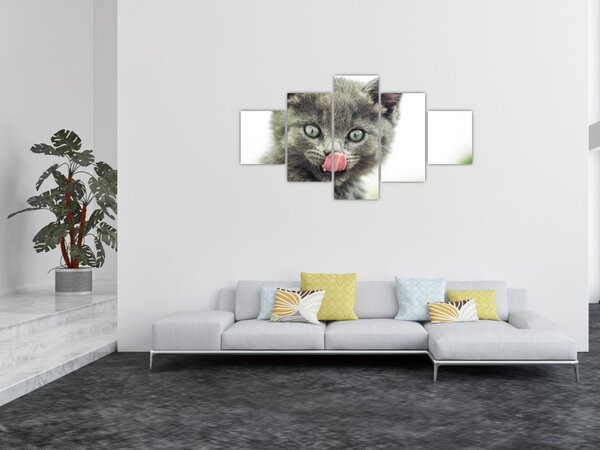 Obraz oblizujícího se kotěte (125x70 cm)