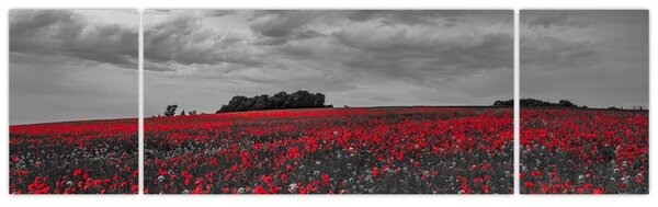 Obraz vlčích máků (170x50 cm)
