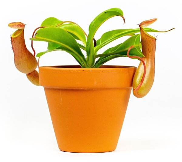 Nepenthes mix, průměr 9 cm Láčkovka