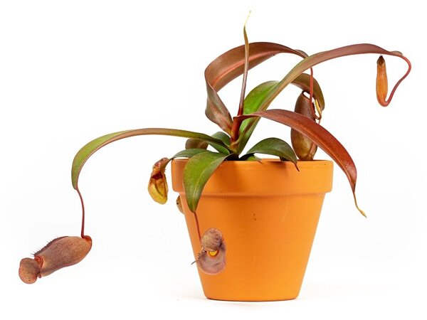 Nepenthes mix, průměr 9 cm Láčkovka