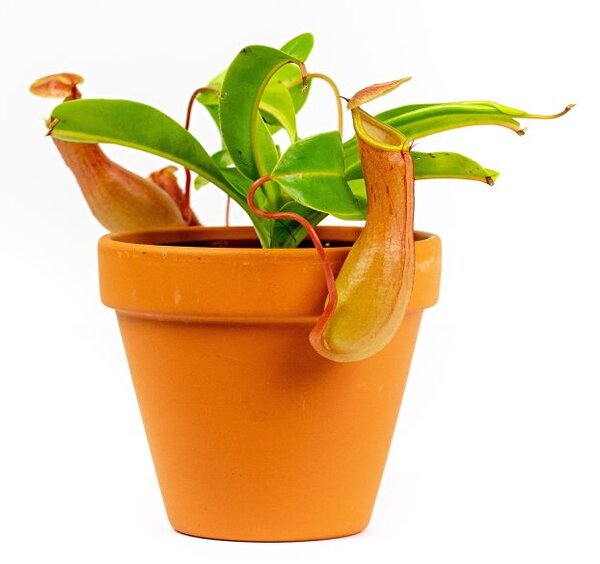 Nepenthes mix, průměr 9 cm Láčkovka