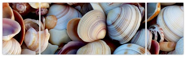 Obraz mušlí (170x50 cm)