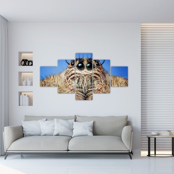 Obraz detailu pavouka (125x70 cm)