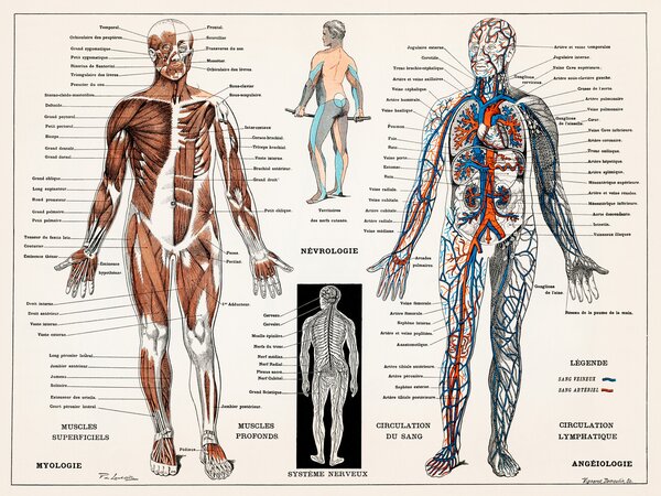 Ilustrace Antique Illustration of the Human Nervous & Muscular System, (40 x 30 cm)