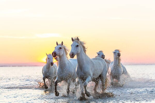 Umělecká fotografie Camargue white horses running in water at sunset, Peter Adams, (40 x 26.7 cm)