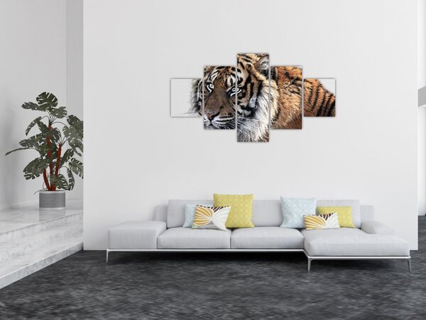 Obraz tygra (125x70 cm)