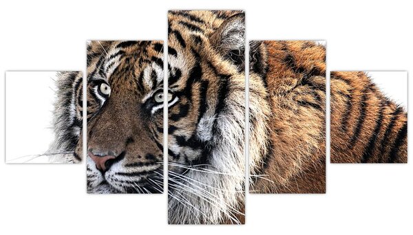 Obraz tygra (125x70 cm)