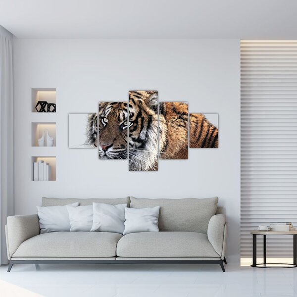 Obraz tygra (125x70 cm)