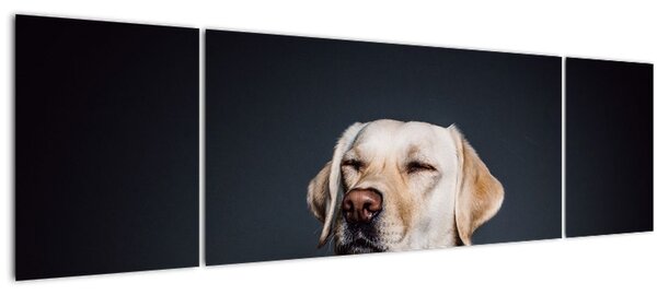 Obraz labradora (170x50 cm)