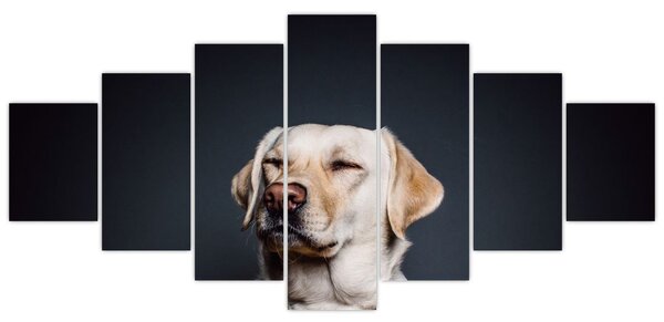 Obraz labradora (210x100 cm)