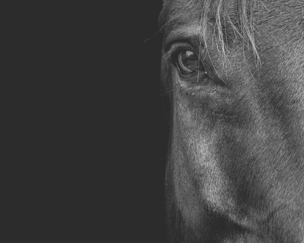 Umělecká fotografie Horse, Horse & Hound Fine Art Photography, (40 x 30 cm)