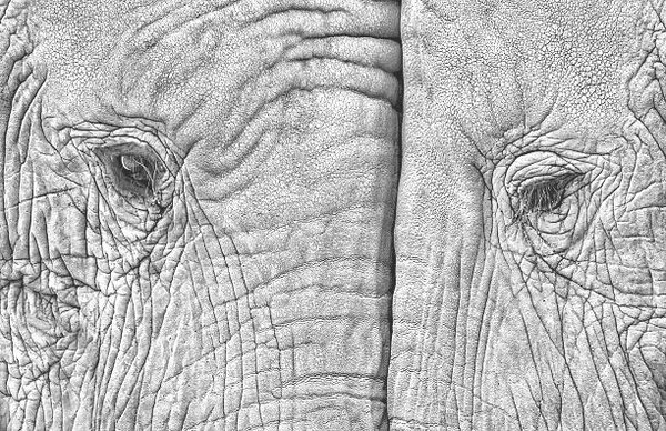 Umělecká fotografie Close-up of two elephants standing face to face, juanluis_duran, (40 x 26.7 cm)