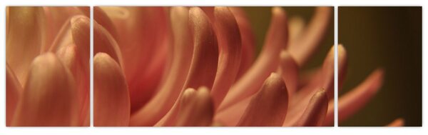 Obraz detailu květiny (170x50 cm)