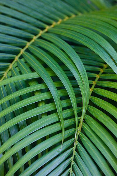 Umělecká fotografie Tropical Coconut Palm Leaves, Darrell Gulin, (26.7 x 40 cm)