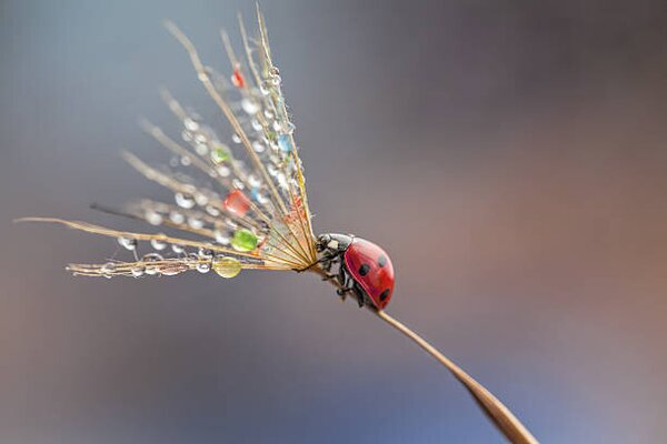 Fotografie Ladybug on dandelion, mikroman6, (40 x 26.7 cm)
