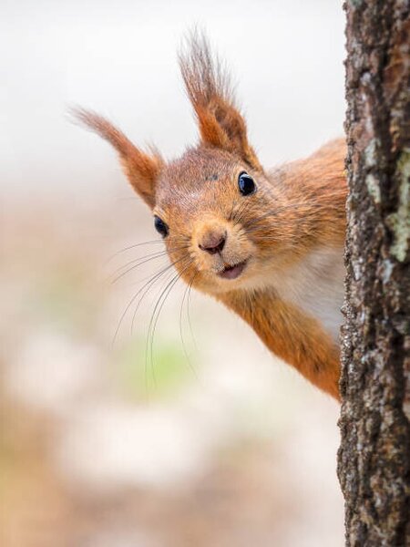 Fotografie Close-up of squirrel on tree trunk,Tumba,Botkyrka,Sweden, mange6699 / 500px, (30 x 40 cm)