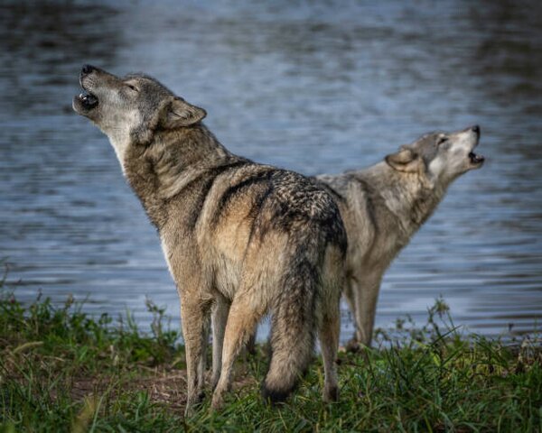 Umělecká fotografie Beautiful Wolf Growling and Howling, Laura Hedien, (40 x 30 cm)