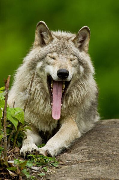 Umělecká fotografie Portrait of gray wolf yawning, Parc, Maxime Riendeau, (26.7 x 40 cm)