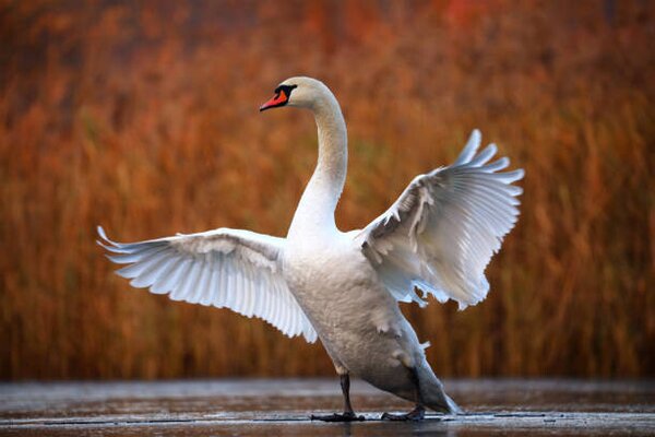 Umělecká fotografie Swan on ice, Antagain, (40 x 26.7 cm)