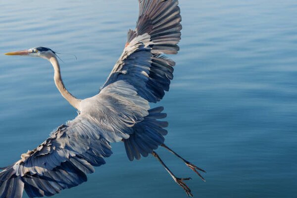 Umělecká fotografie Great Blue Heron, Michael H Spivak, (40 x 26.7 cm)