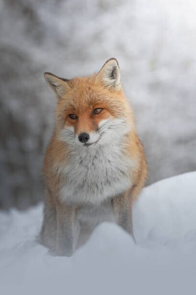Fotografie Portrait of red fox standing on snow covered land, marco vancini / 500px, (26.7 x 40 cm)