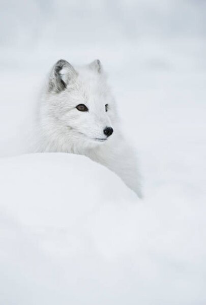 Fotografie An arctic fox in the snow., Andy Astbury, (26.7 x 40 cm)