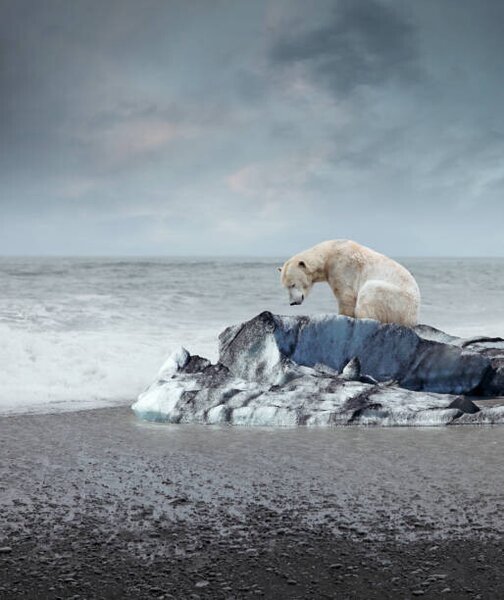 Umělecká fotografie Polar bear on the melting iceberg, narvikk, (35 x 40 cm)