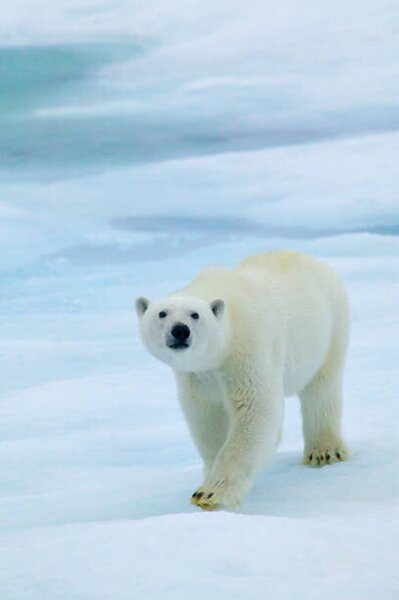 Umělecká fotografie Polar Bear on Sea Ice, Sniffing the Air, Hans Strand, (26.7 x 40 cm)