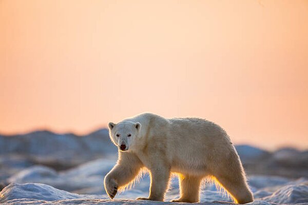 Umělecká fotografie Polar Bear on Sea Ice, Hudson Bay, Nunavut, Canada, Paul Souders, (40 x 26.7 cm)