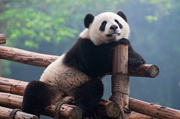 Umělecká fotografie Cute panda bear, Hung_Chung_Chih, (40 x 26.7 cm)