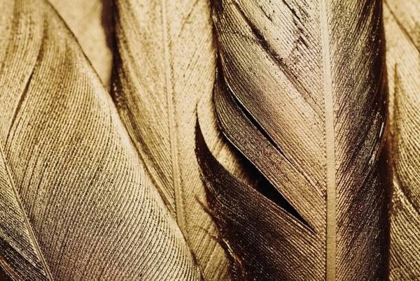 Ilustrace Close-up of Gold Leaf Feathers, Adrienne Bresnahan, (40 x 26.7 cm)