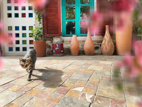 Umělecká fotografie Cute domestic cat by house front door, imagedepotpro, (40 x 30 cm)