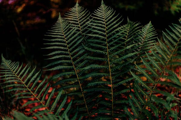 Fotografie Dark green fern foliage in the forest, Olena Malik, (40 x 26.7 cm)