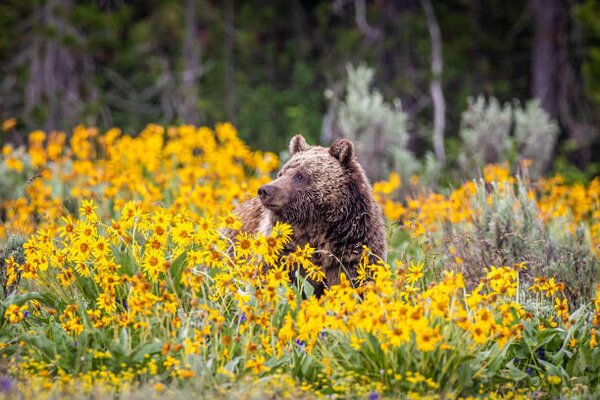 Fotografie Grizzly Bear in Spring Wildflowers, Troy Harrison, (40 x 26.7 cm)