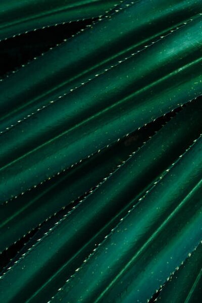 Umělecká fotografie Close up of thorny green leaves, Olena Malik, (26.7 x 40 cm)