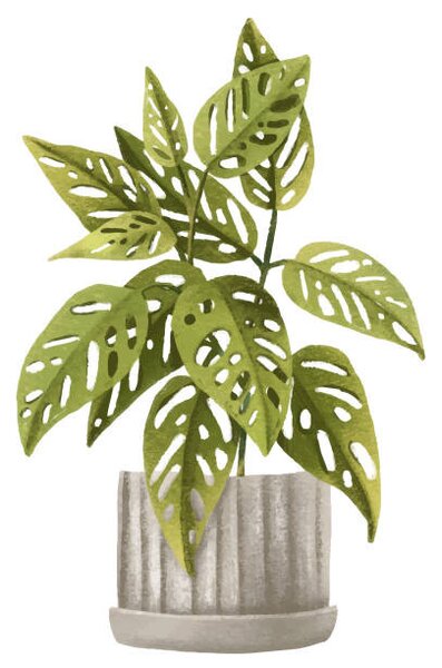 Ilustrace Tropical Monstera monkey, adansonii.Houseplant in pot., Ilona Myronenko, (40 x 40 cm)