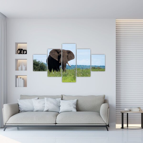 Obraz slona (125x70 cm)